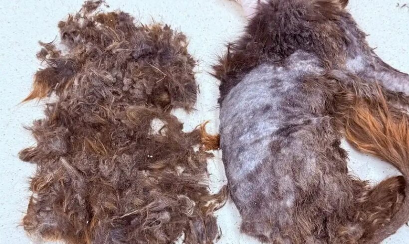 Der Verein Dombóvári Állatbarát Alapítvány kümmert sich überwiegend um Katzen und bedankt sich für die Spenden!