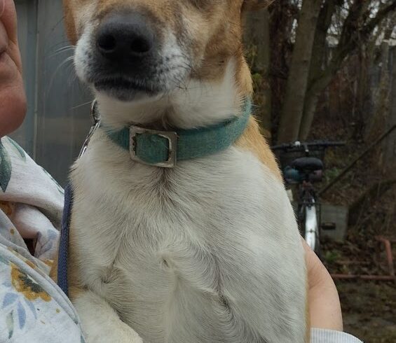 Rexi 4 +++vorreserviert+++