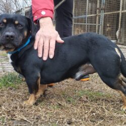 Bob 5 ♥ vermittelt ♥