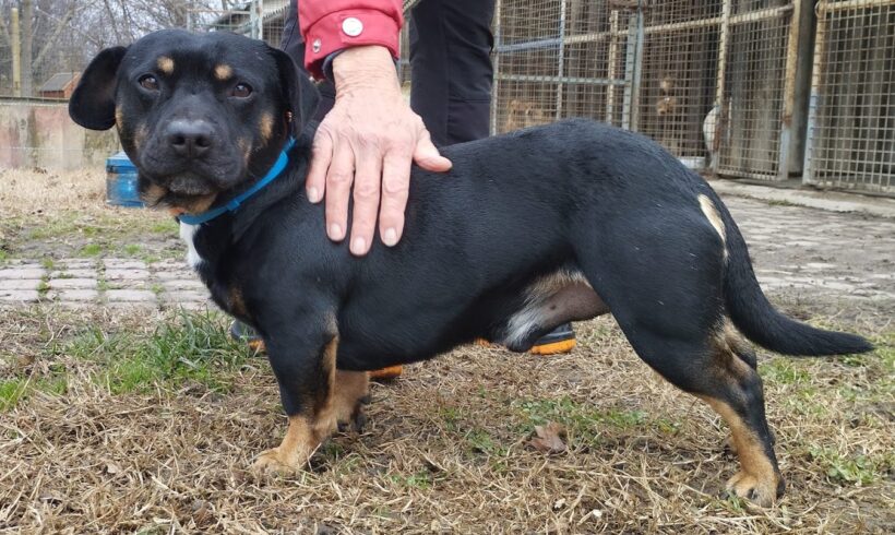 Bob 5 ♥ vermittelt ♥