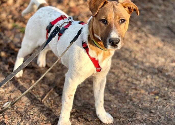 Pipo (Pippa)  ♥ Auf PS in 34125 Kassel ♥