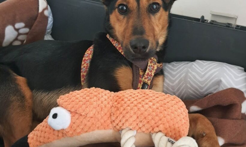 Ari 3 +++ leider wieder abgesagt da Rassehund Vorrang hatte