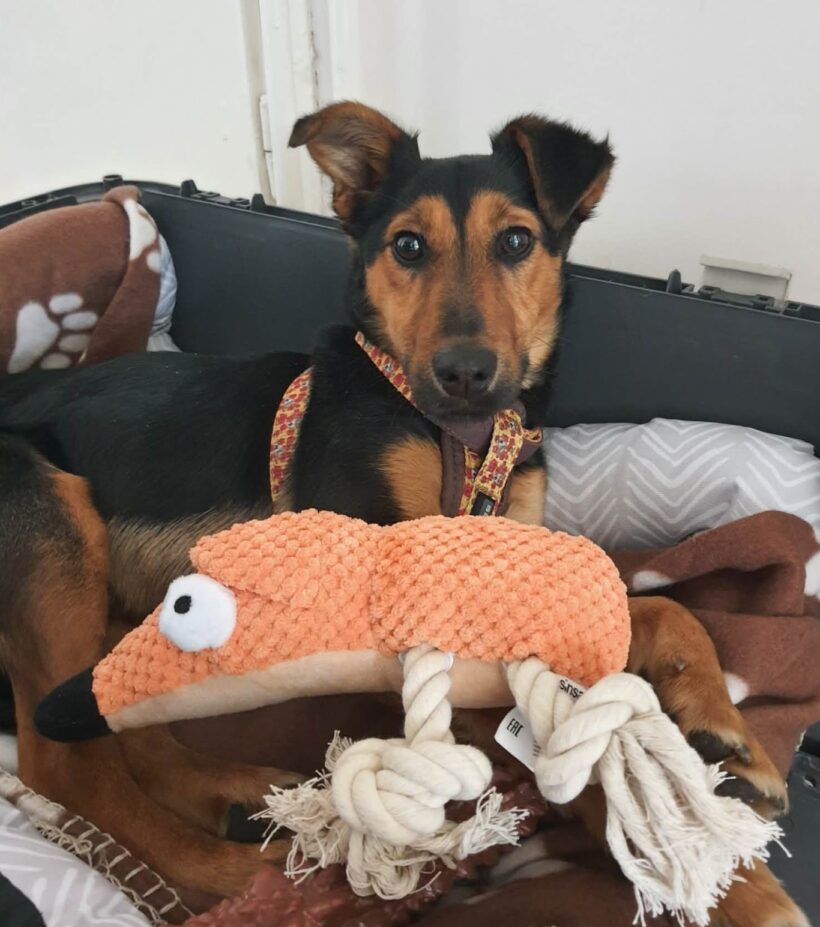 Ari 3 +++ leider wieder abgesagt da Rassehund Vorrang hatte