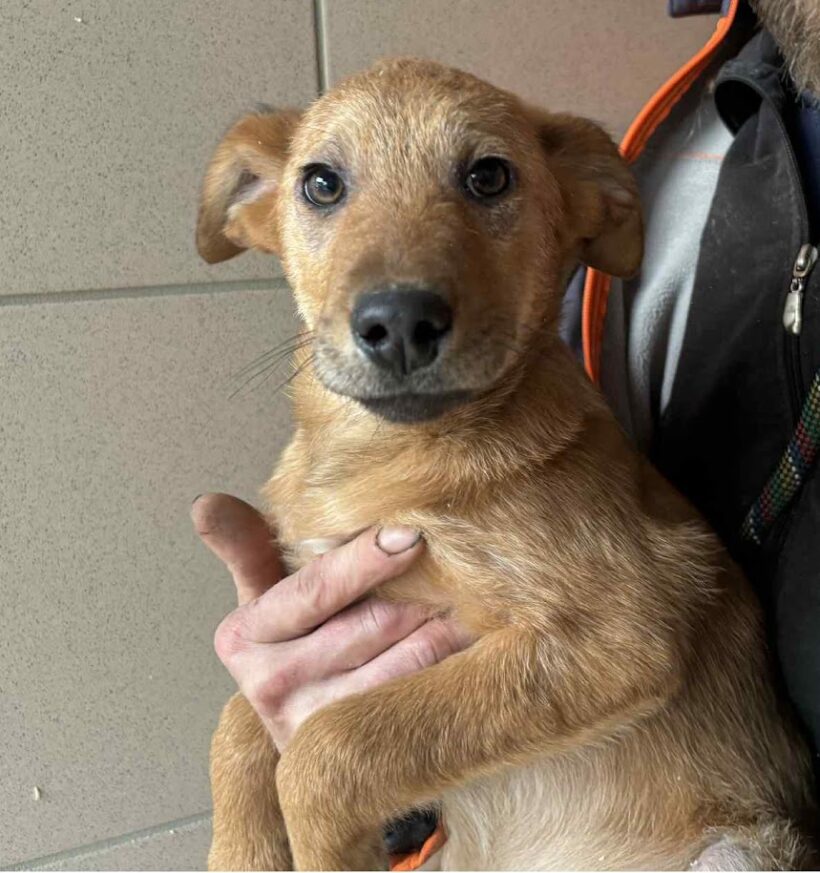 Dennis  ♥ vermittelt an Nothilfe für Hunde in Österreich ♥