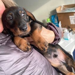 Delon 2 ♥ vorreserviert ♥