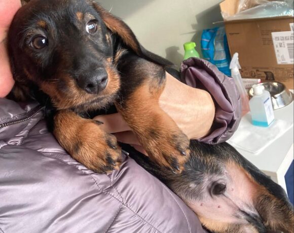 Delon 2 ♥ vorreserviert ♥