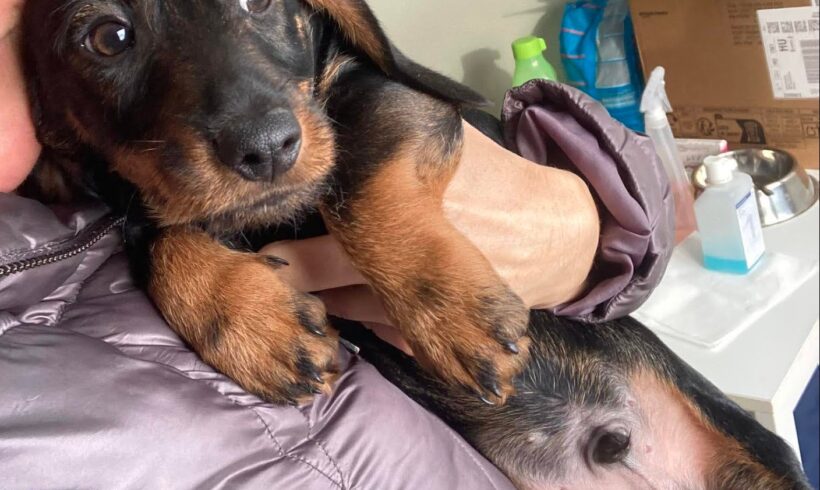 Delon 2 ♥ vorreserviert ♥