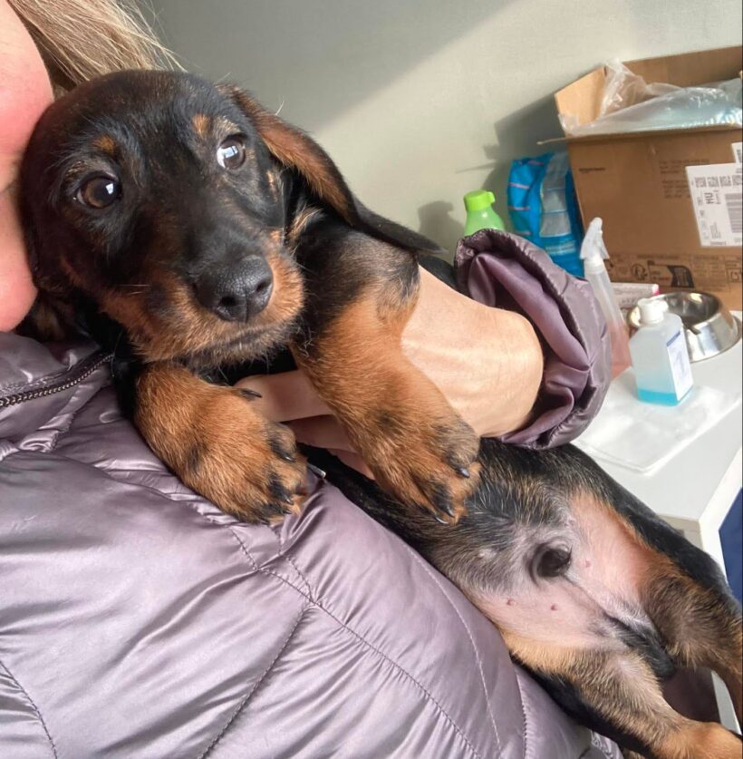 Delon 2 ♥ vorreserviert ♥ Delon 2 ♥ vorreserviert ♥