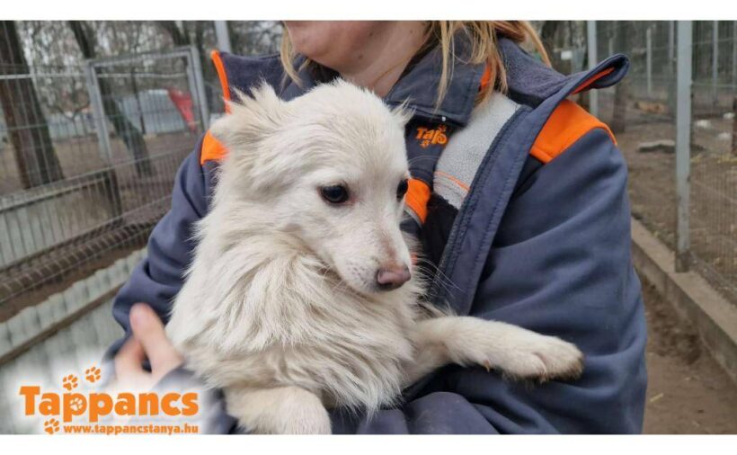 Kalanka ♥ vermittelt ♥