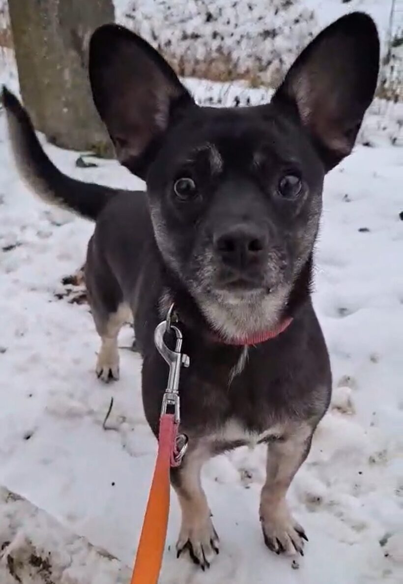 Mona 6 +++vermittelt+++ Ihr Bruder Kelvin such dringend noch eine liebe Familie bis 21.2.!!!