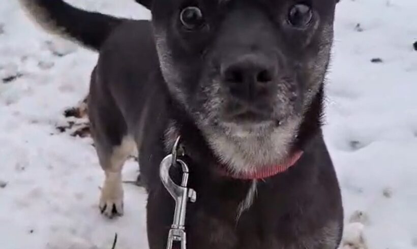 Mona 6 +++vermittelt+++ Ihr Bruder Kelvin such dringend noch eine liebe Familie bis 21.2.!!!