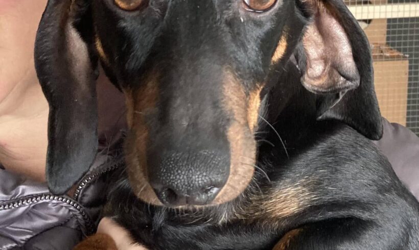 Dzseni 4 +++vorreserviert+++