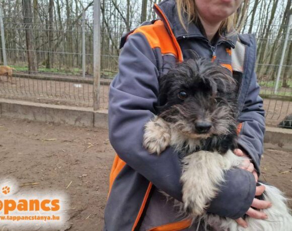 Szeder 3 ♥ vermittelt an die Tierhilfe Franken e.V. ♥ sie sucht zum 21.02. Transportpaten