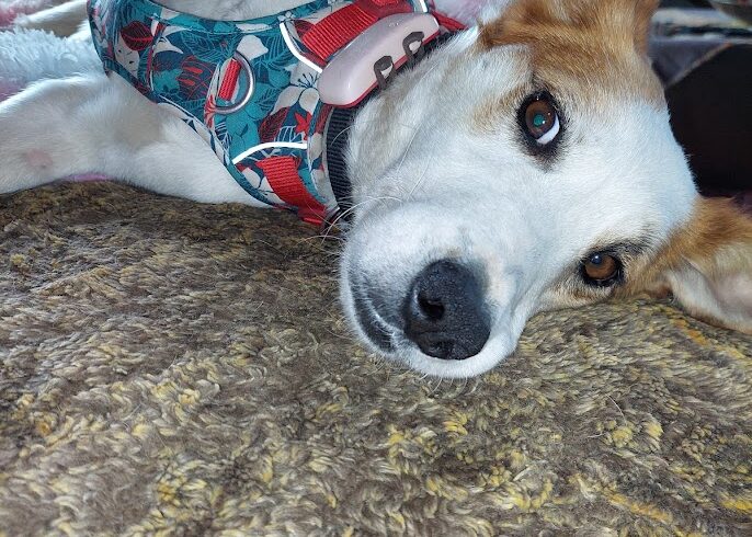 Miki 5 ♥ NOTFALL !!!! Auf PS in 66773 Hülzweiler ♥