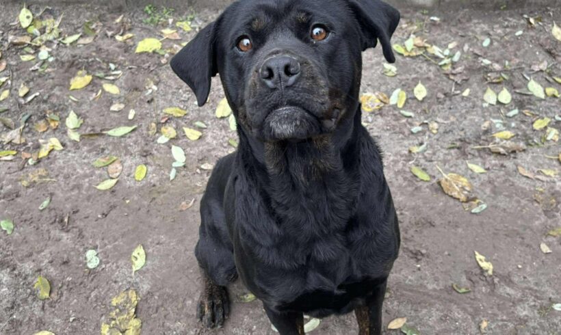 Penta ♥ vermittelt ♥