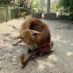 Auch wir von TIN machen mal Urlaub – Strassenhunde auf Sri Lanka!