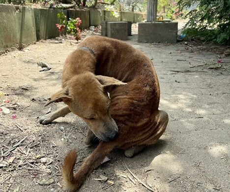 Auch wir von TIN machen mal Urlaub – Strassenhunde auf Sri Lanka!