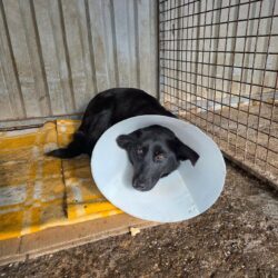 Sarolta ♥ ab 21.02. auf PS in 38154 Lelm ♥