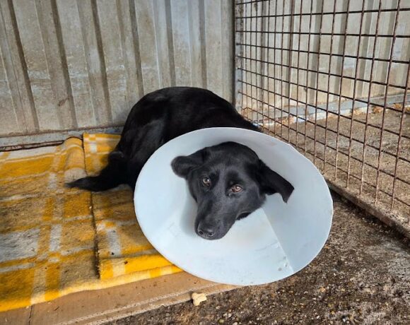 Sarolta ♥ ab 21.02. auf PS in 38154 Lelm ♥