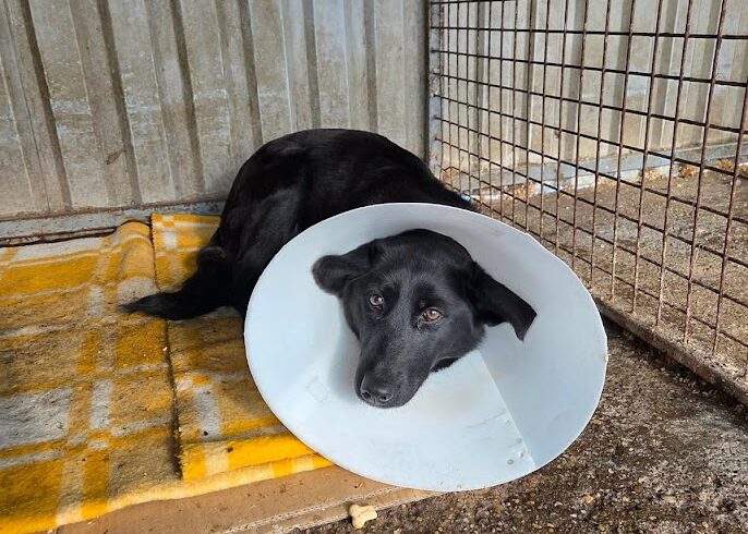 Sarolta ♥ ab 21.02. auf PS in 38154 Lelm ♥