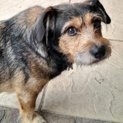 Benni ♥ Momentan in 40724 Hilden ♥NOTFALL!! Schnellstmöglich neues Zuhause oder PS gesucht!!