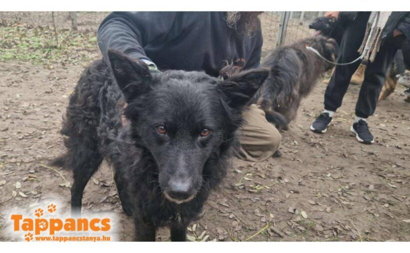 Lucifer-Csipesz ♥ zieht am 21.02. auf Pflegestelle nach 74321 Bietigheim-Bissingen ♥