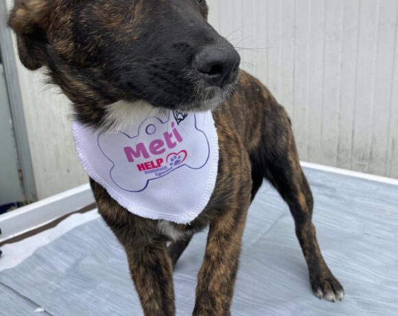 Meti (Gittas Welpe)
