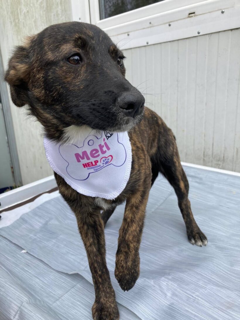 Meti (Gittas Welpe)