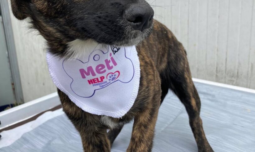 Meti (Gittas Welpe)  ♥ vermittelt an Nothilfe für Hunde in Österreich ♥