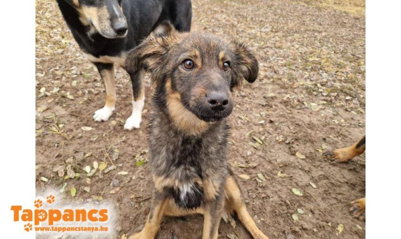 Milow ♥ vermittelt ♥