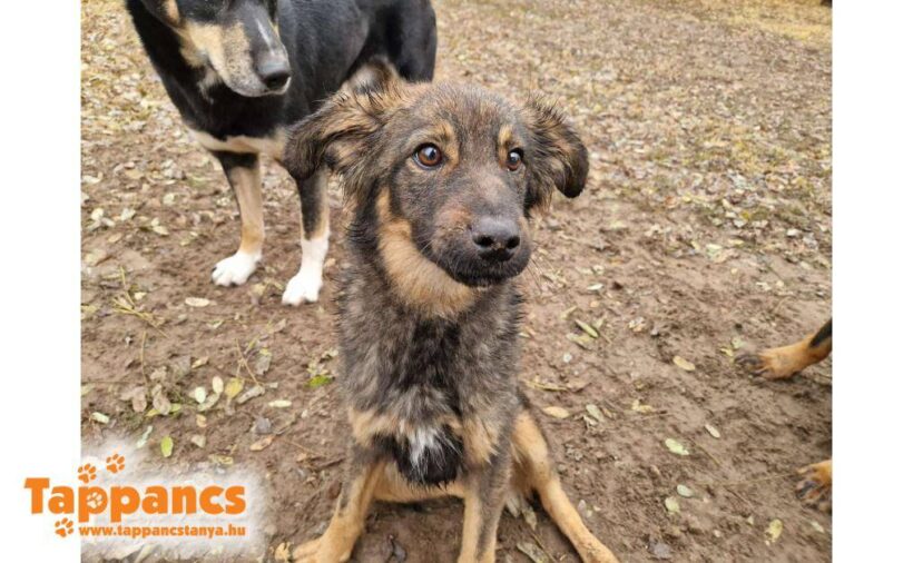 Milow ♥ vermittelt ♥