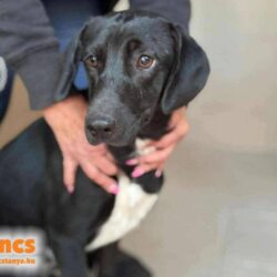 Roxy 6 ♥ zieht am 21.02. auf Pflegestelle nach 91056 Erlangen ♥