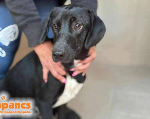 Roxy 6 ♥ zieht am 21.02. auf Pflegestelle nach 91056 Erlangen ♥