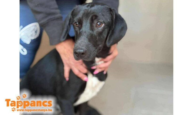 Roxy 6 ♥ zieht am 21.02. auf Pflegestelle nach 91056 Erlangen ♥ vorreserviert ♥