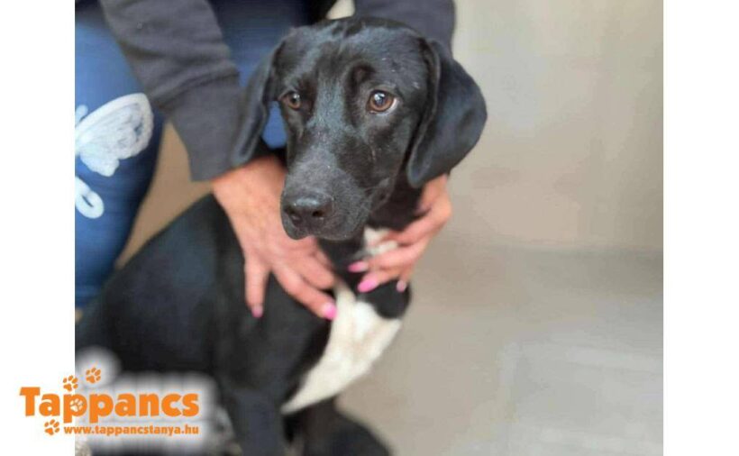 Roxy 6 ♥ zieht am 21.02. auf Pflegestelle nach 91056 Erlangen ♥ vermittelt♥ Roxy 6 ♥ zieht am 21.02. auf Pflegestelle nach 91056 Erlangen ♥ vermittelt♥