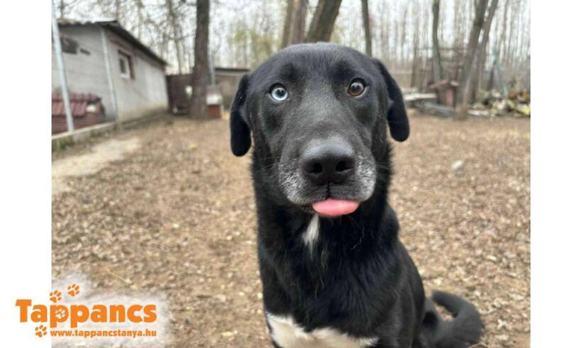 Sirius ♥ vermittelt an Nothilfe für Hunde in Österreich ♥