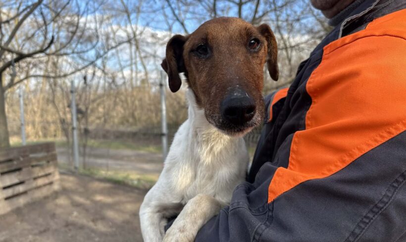 Fifi 9 ♥ vermittelt ♥