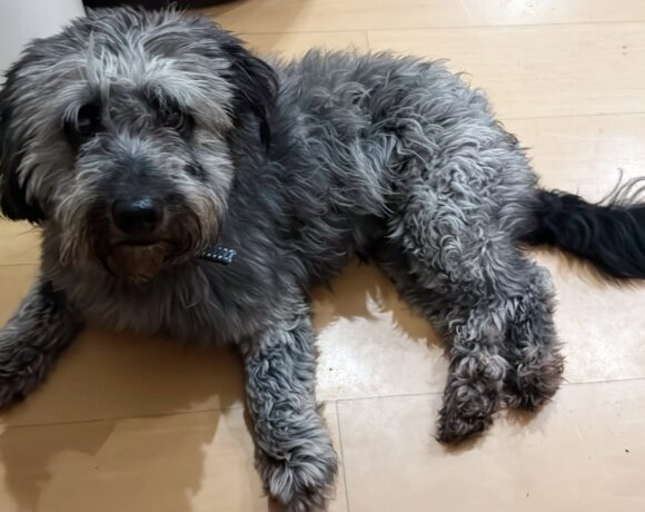 Darcy auf Pflegestelle in 76684 Östringen