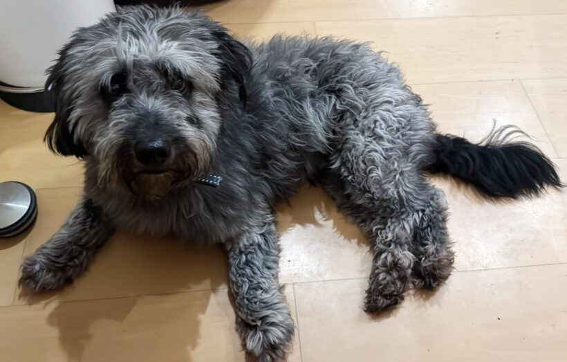 Darcy auf Pflegestelle in 76684 Östringen