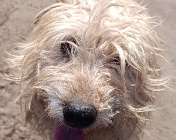 Wander ♥ NOTFALL!!