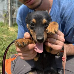 Zsani 2 ♥ als einzige von den Geschwistern noch übrig :(