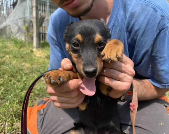 Zsani 2 ♥ als einzige von den Geschwistern noch übrig :(