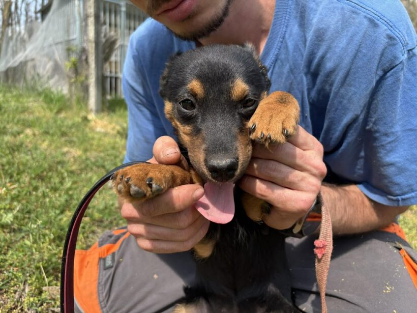 Zsani 2 ♥ als einzige von den Geschwistern noch übrig :(