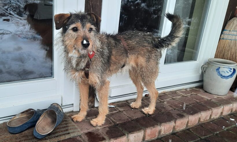 Elliot ♥ auf Pflegestelle in 21256 Handeloh ♥