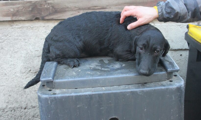 Belinda – Notfall- ab 25.4. auf Pflegestelle in 76684 Östringen