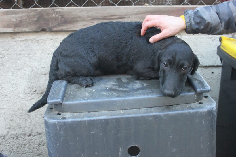 Belinda – Notfall- sie bleibt als Einzige vom Wurf zurück :(((