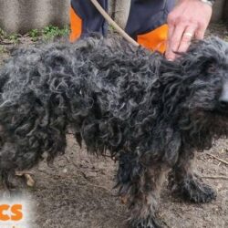 Bogar 9 ♥ NOTFALL!! Gnadenplatz gesucht!