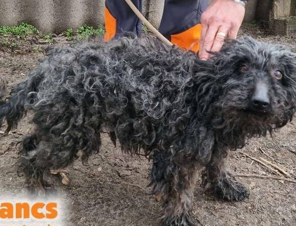 Bogar 9 ♥ NOTFALL!! Gnadenplatz gesucht!