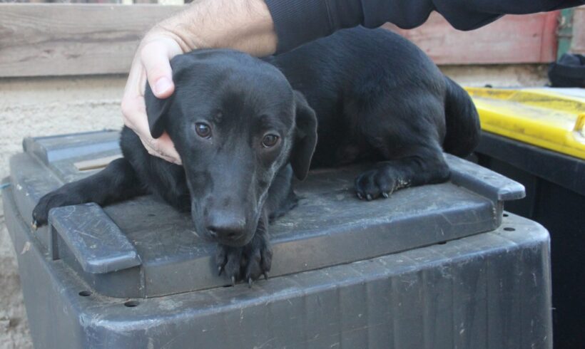 Buffy ♥ ab 25.04. 26 auf Pflegestelle in 76684 Östringen ♥