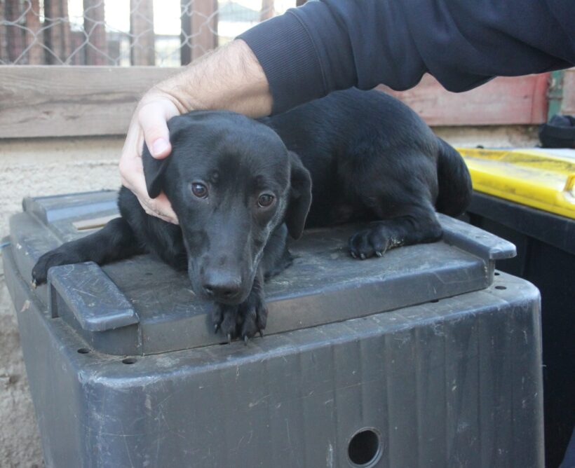 Buffy ♥ ab 25.04. 26 auf Pflegestelle in 76684 Östringen ♥